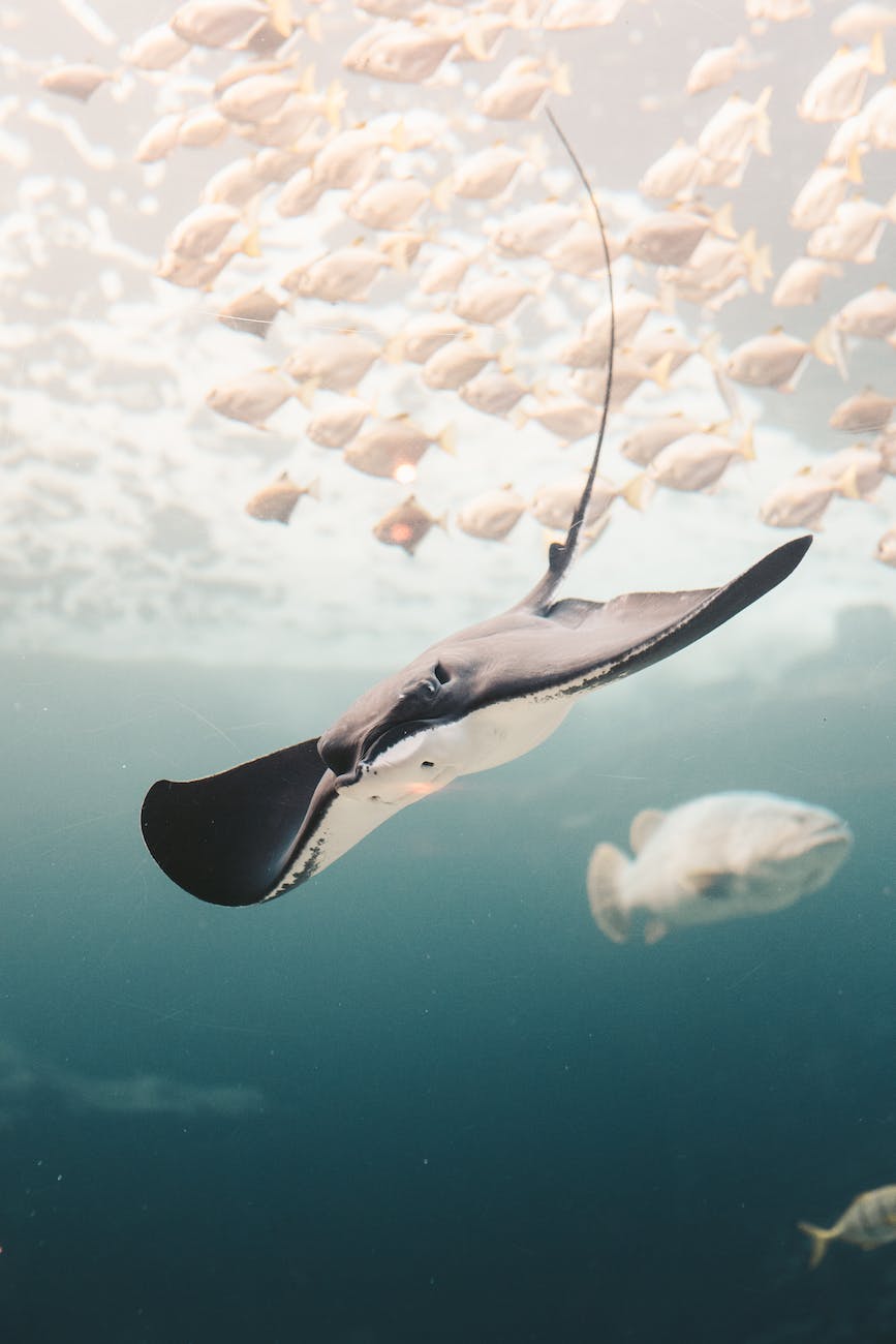 Manta ray near a school of fish