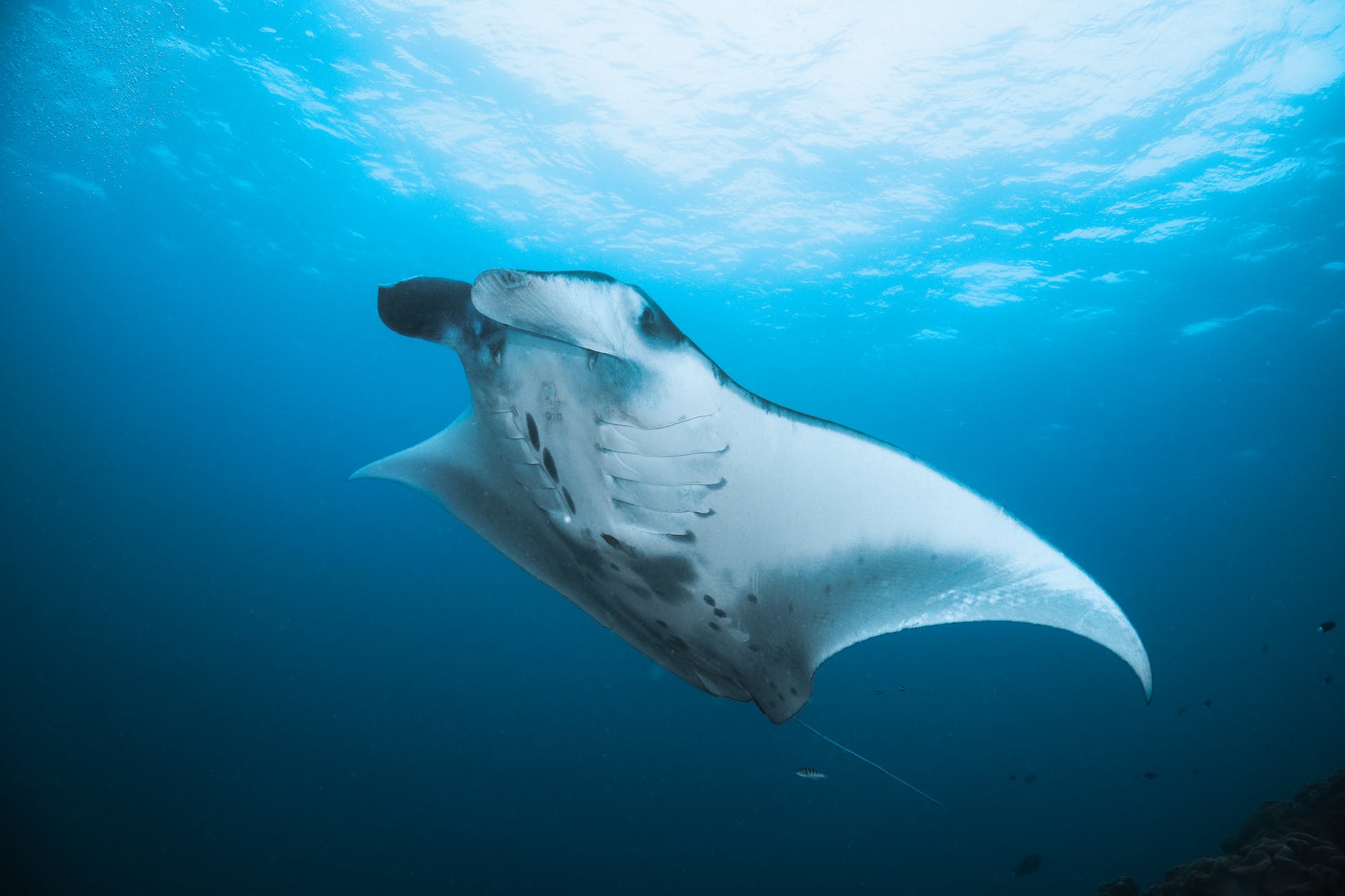 Manta ray gliding through deep blue ocean water
