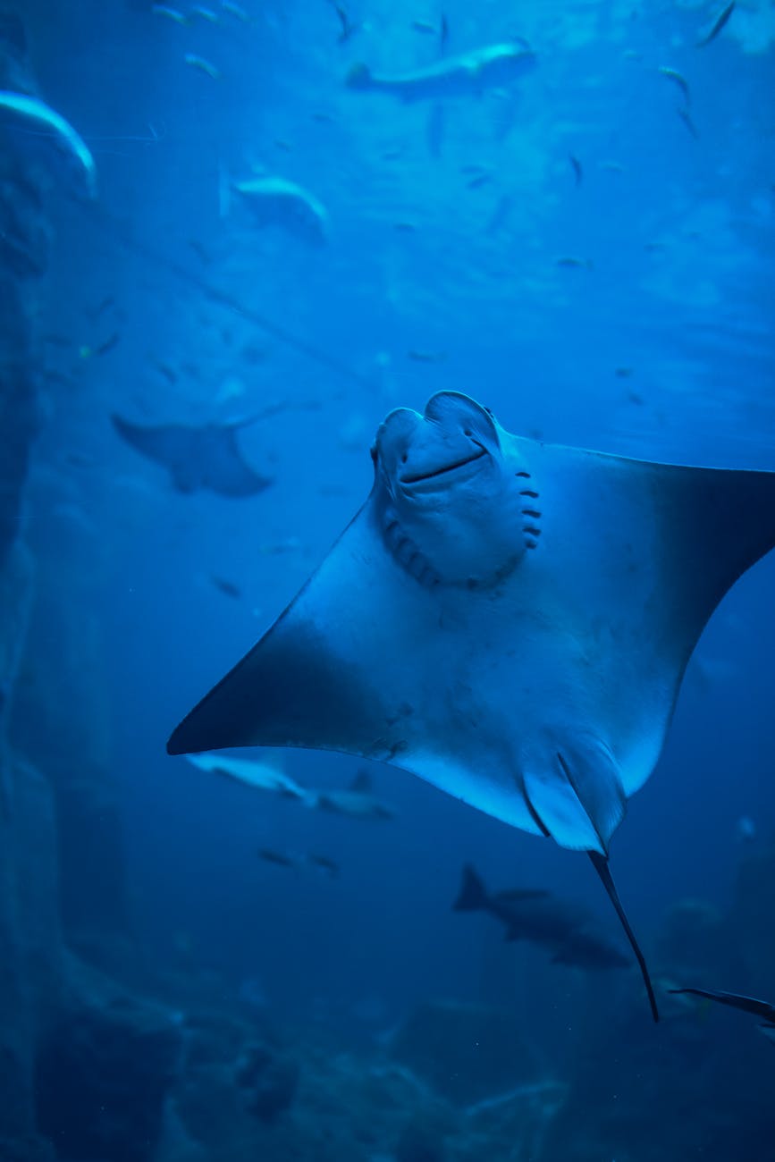 Manta ray swimming through sunlit blue water